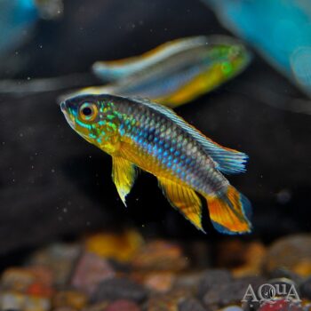 German Blue Redtail Agassizi Dwarf Cichlid (Apistogramma agassizi)