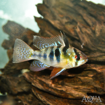German Blue Ram (Mikrogeophagus ramirezi)