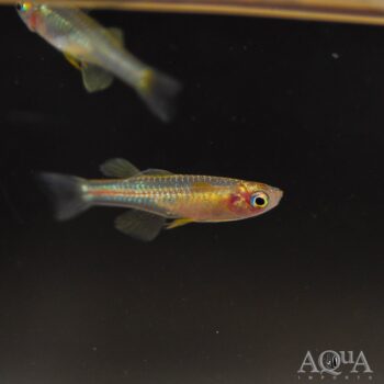 Gertrude's Blue Eye Rainbow (Pseudomugil gertrudae)