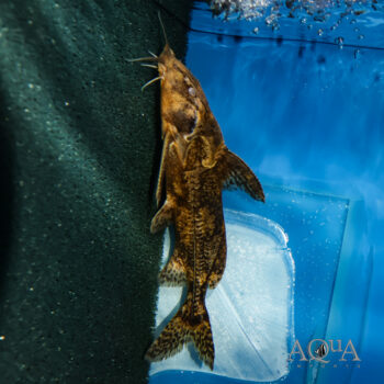 Gallagher's Thorny Catfish (Rhinodoras gallagheri)