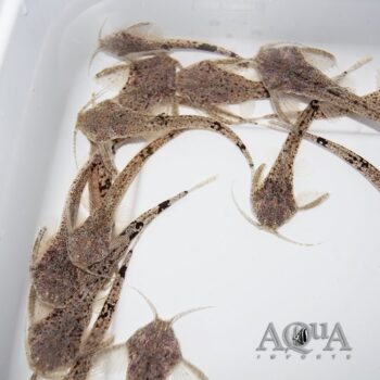 Ghost Banjo Catfish (Pterobunocephalus dolichurus)