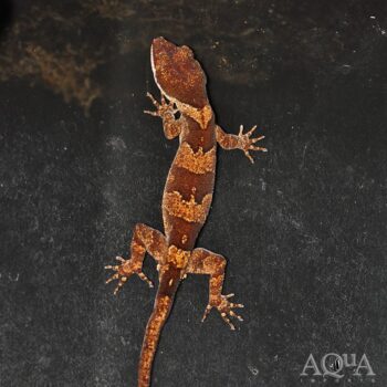 Giant Bent Toed Gecko (Cyrtodactylus irianjayaensis)
