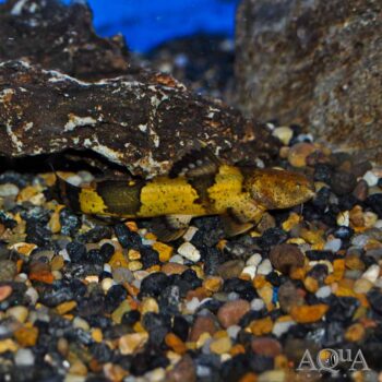 Giant Bumblebee Catfish (Pseudopimelodus bufonius)