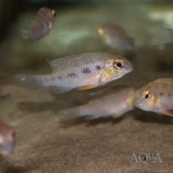 Giant Checkerboard (Crenicara punctulata)