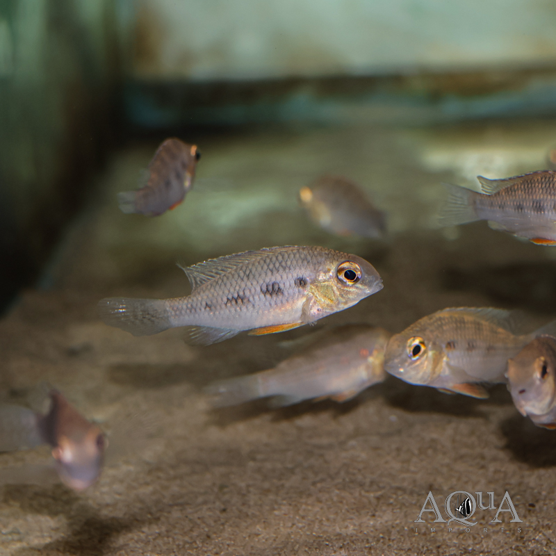 Giant Checkerboard (Crenicara punctulata)
