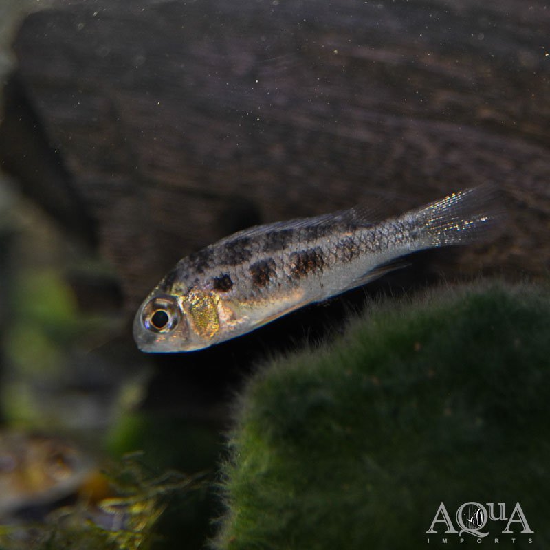 Giant Checkerboard / Hercules Cichlid (Crenicara punctulata)