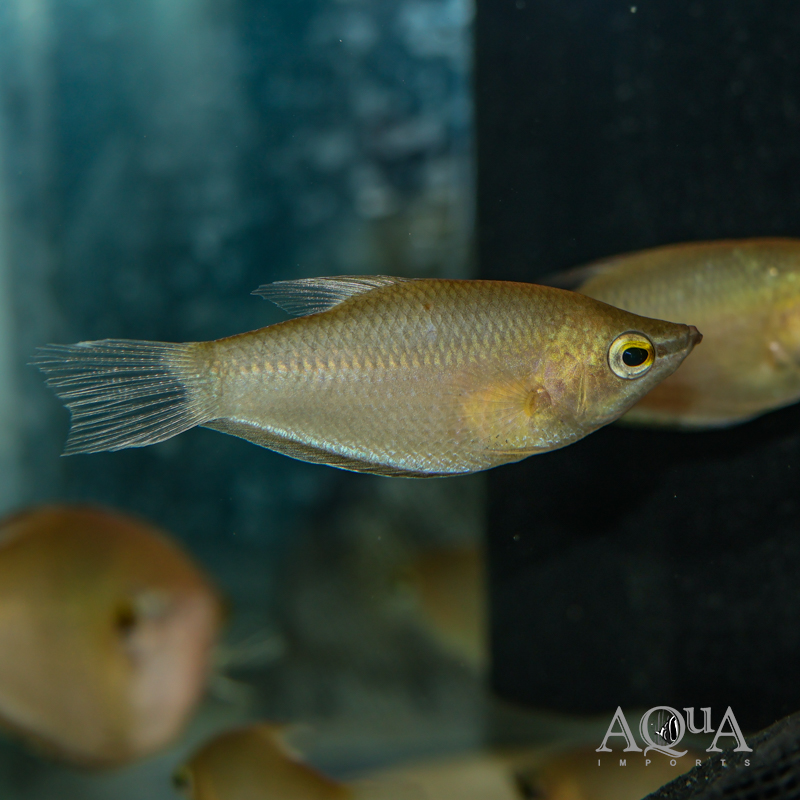 Giant Chocolate Gourami (Sphaerichthys acrostoma)
