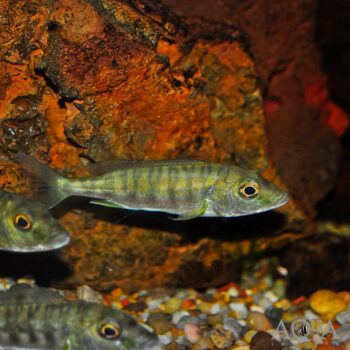 Emperor Cichlid (Boulengerochromis microlepis)