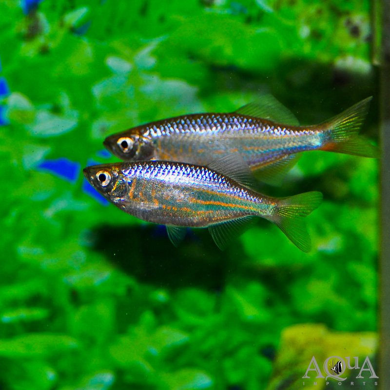 Giant Danio (Devario malabaricus)