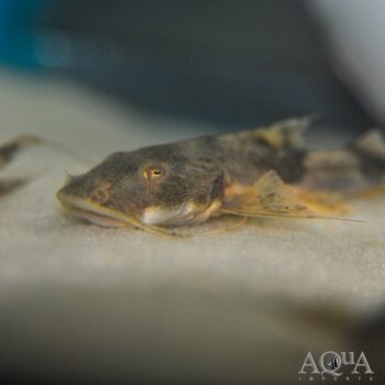 Giant Devil Catfish (Bagarius cf. bagarius)
