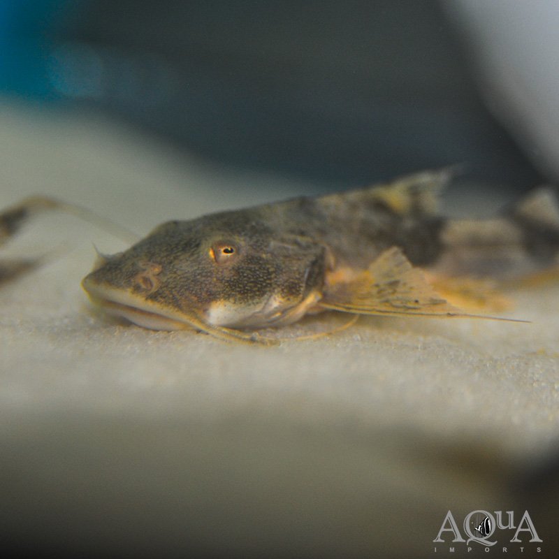 Giant Devil Catfish (Bagarius cf. bagarius)