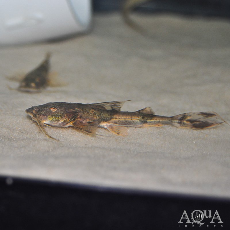 Giant Devil Catfish (Bagarius cf. bagarius)