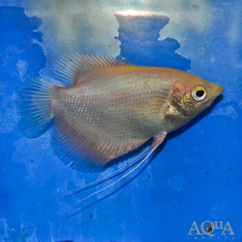 Gold Giant Gourami (Osphronemus goramy 'gold')