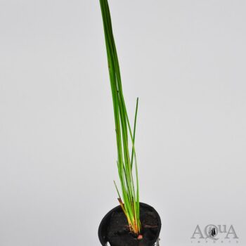 Giant Hair Grass (Eleocharis montevidensis)