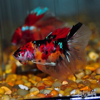 Giant Halfmoon Koi Betta (Betta anabantoides)