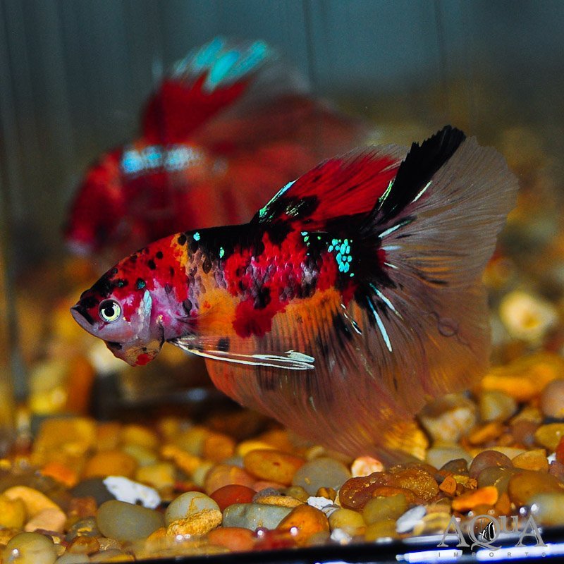 Giant Halfmoon Koi Betta (Betta anabantoides)