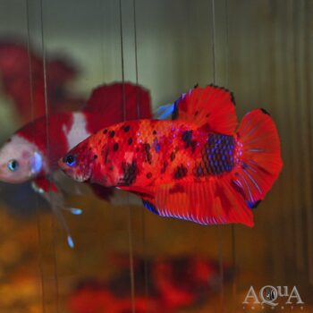 Giant Koi Betta (Betta anabantoides)