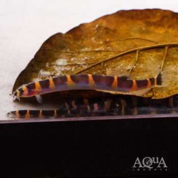 Giant Kuhli Loach (Pangio myersi)