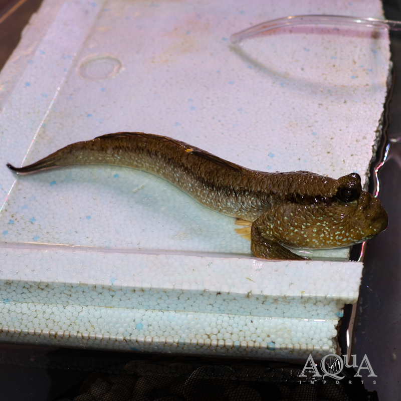 Giant Mudskipper (Periophthalmodon schlosseri)