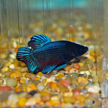 Giant Plakat Betta (Betta anabantoides)