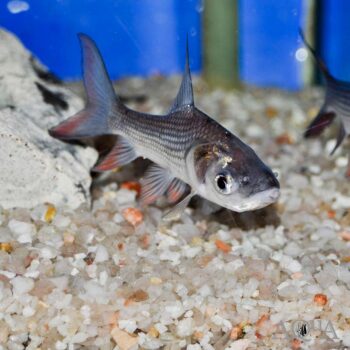 Siamese Giant Carp (Catlocarpio siamensis)