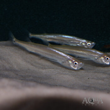 Giant Sword Minnow (Macrochirichthys macrochirus)