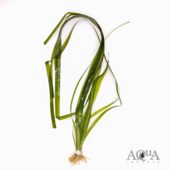 Giant Val (Vallisneria gigantea)