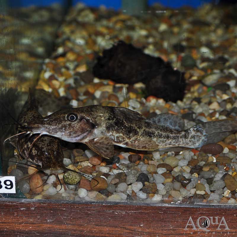Giraffe Catfish (Auchenoglanis occidentalis)