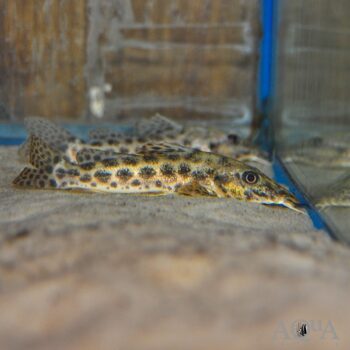 Giraffe Catfish (Auchenoglanis occidentalis)