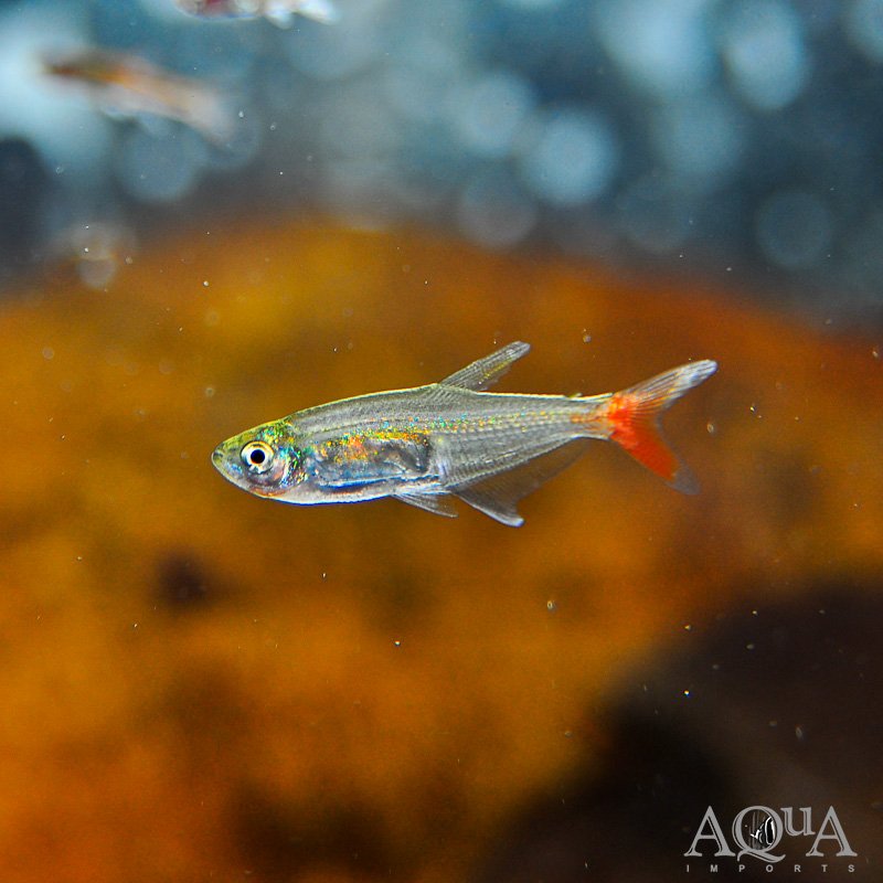 Glass Bloodfin Tetra (Prionobama filigera)