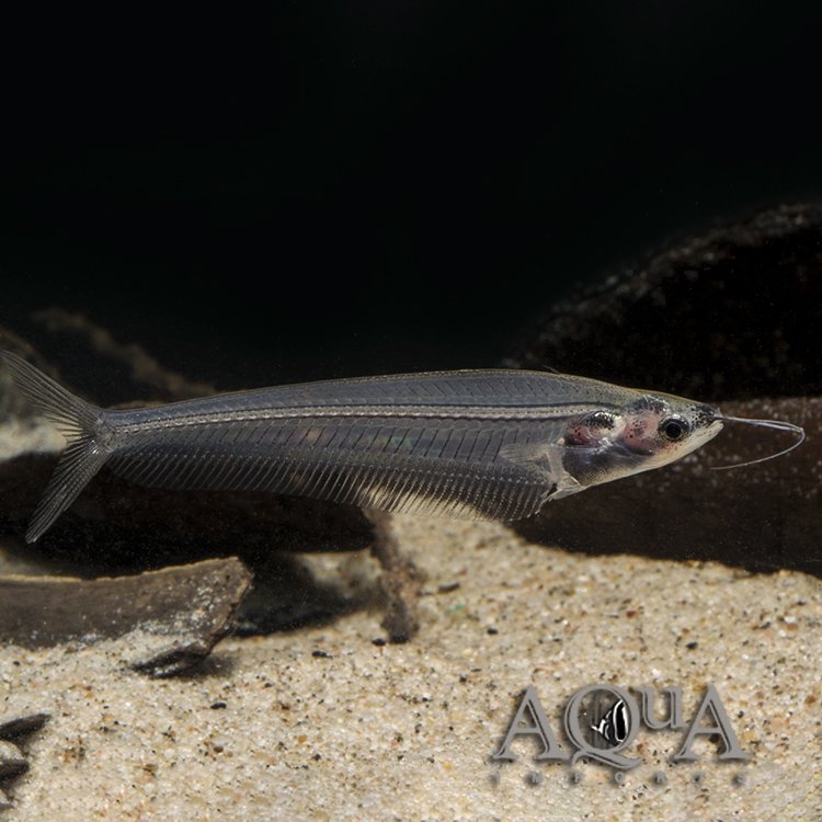 Glass Catfish (Kryptopterus bicirrhis)