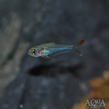 Glass Darter / Hummingbird Tetra (Trochilocharax ornatus)