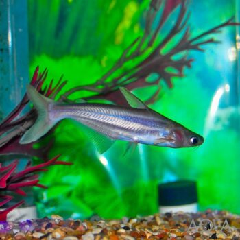 Glass Albino Iridescent Shark (Pangasianodon hypophthalmus)
