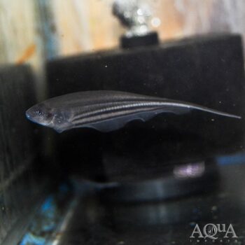 Glass Knifefish (Eigenmannia virescens)