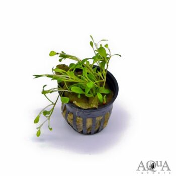 Glossostigma (Glossostigma elatinoides)