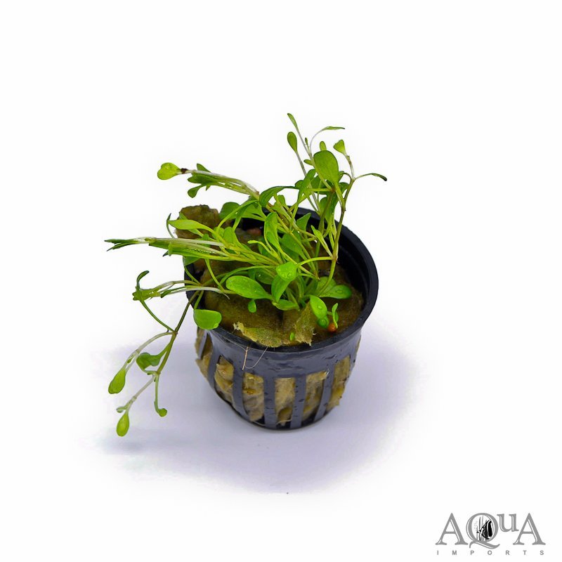 Glossostigma (Glossostigma elatinoides)