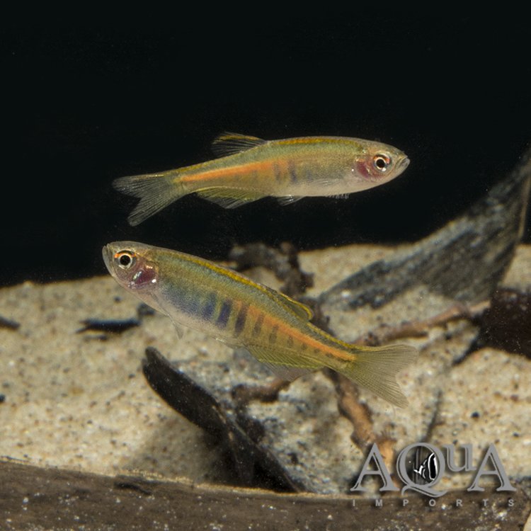 Glowlight Danio (Celestichthys choprae)