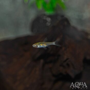 Glowlight Pygmy Barb (Horadandia atukorali)