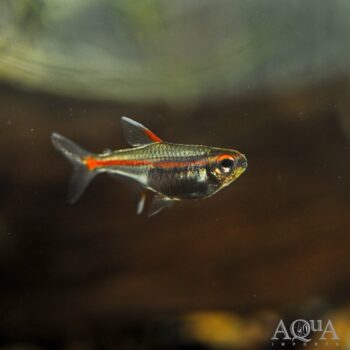 Glowlight Tetra (Hemigrammus erythrozonus)