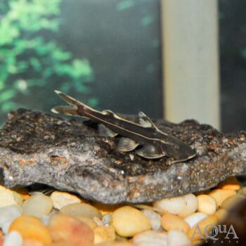 Goldline Torrent Catfish (Glyptothorax laosensis)