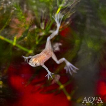 Gold African Dwarf Frog (Hymenochirus curtipes 'gold')