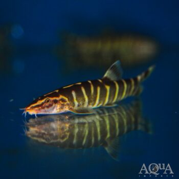Gold Banded Chinese Loach (Sinibotia pulchra)