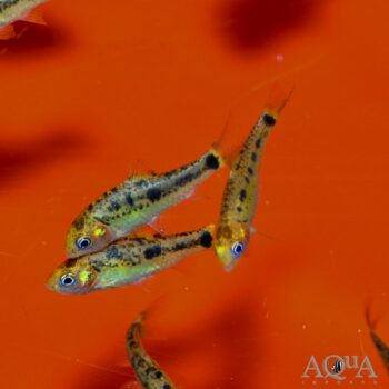 Gold Barb (Barbodes semifasciolatus)