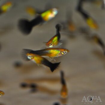 Gold Black Guppy (Poecilia reticulata)