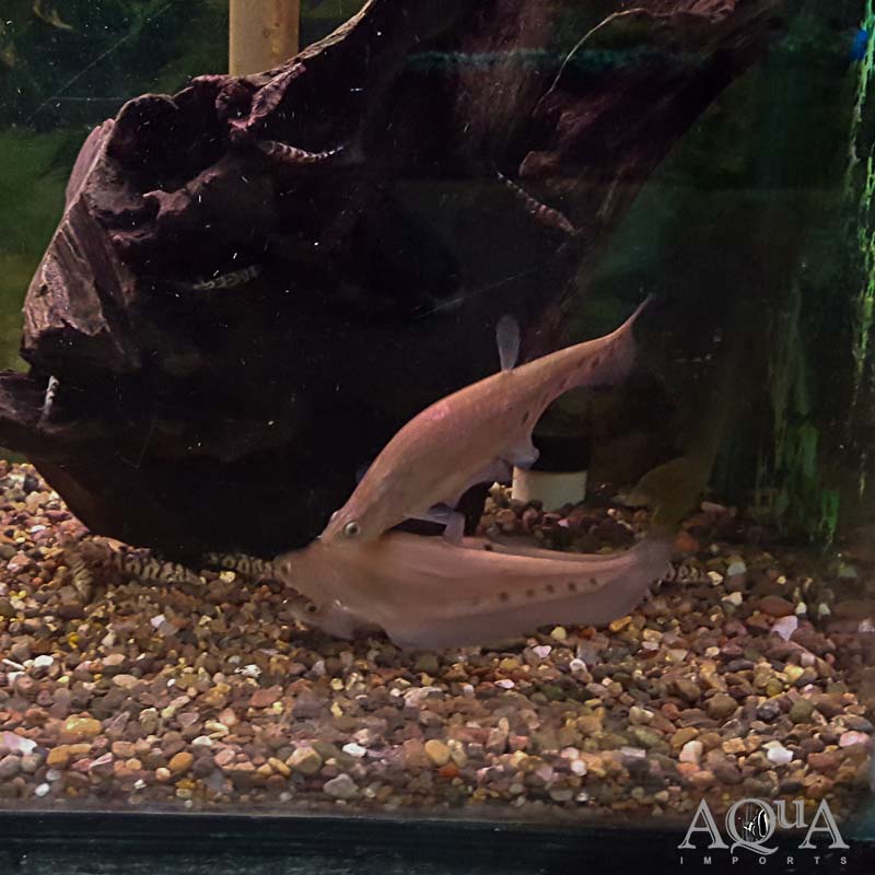 Gold Clown Knifefish (Chitala ornata)