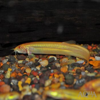 Gold Dojo Loach (Misgurnus anguillicaudatus)