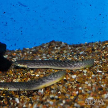 Gold Dust Bichir (Polypterus palmas buettikoferi)
