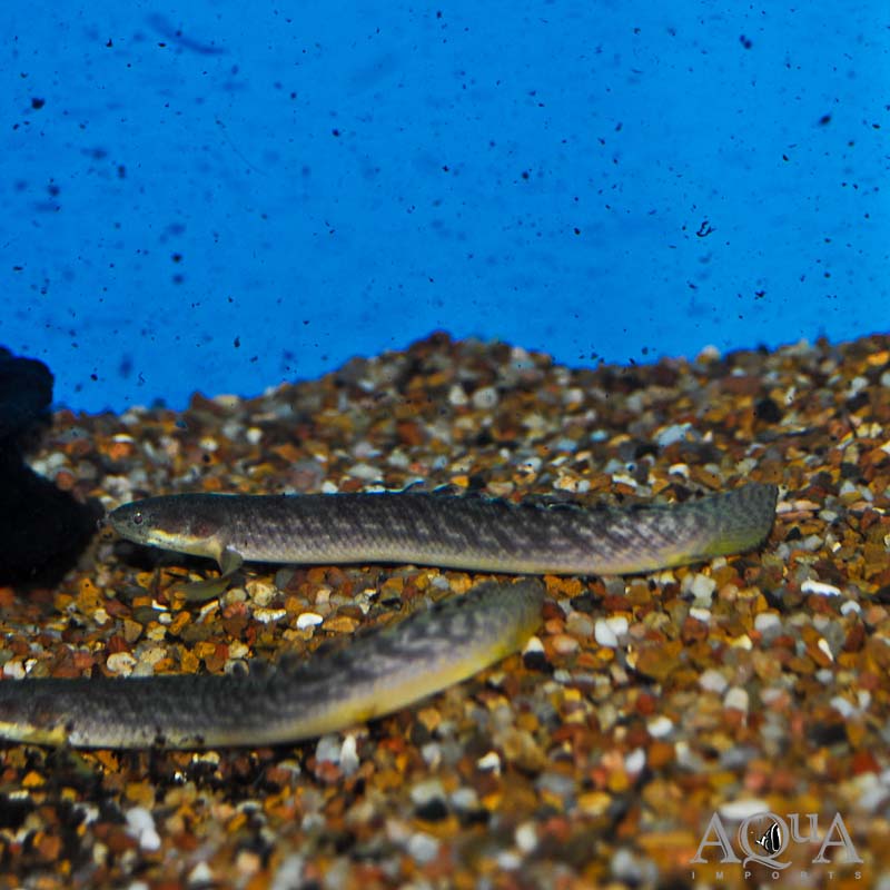 Gold Dust Bichir (Polypterus palmas buettikoferi)