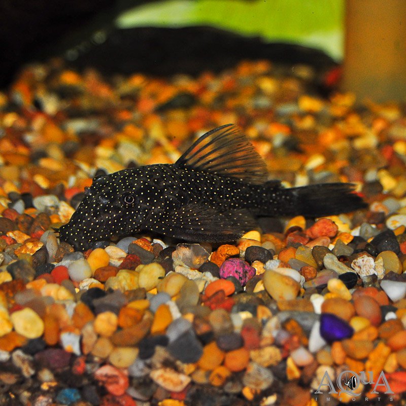 Gold Dust Bristlenose Pleco (Ancistrus sp.)