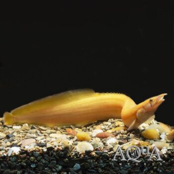 Golden Fire Eel (Mastacembalus cf. unicolor 'xanthic’)